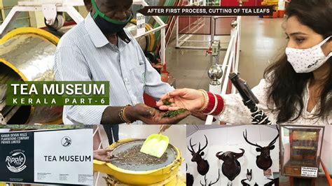 Process of Tea Manufacturing | TATA Tea Museum | Tourist Place of ...