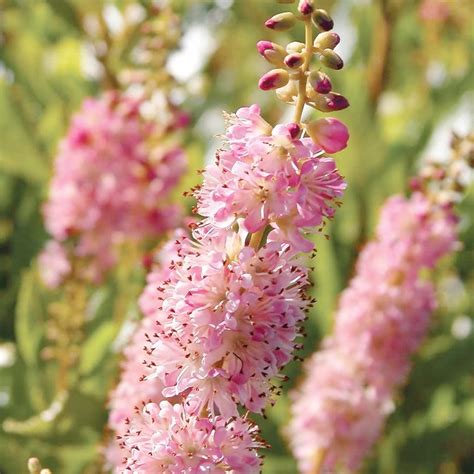 Amazon.com : Pink Summersweet Seeds Clethra Alnifolia Deciduous ...