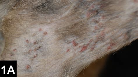 Skin Disease in Cats: It Isnâ t Always What It Seems | Clinician's Brief