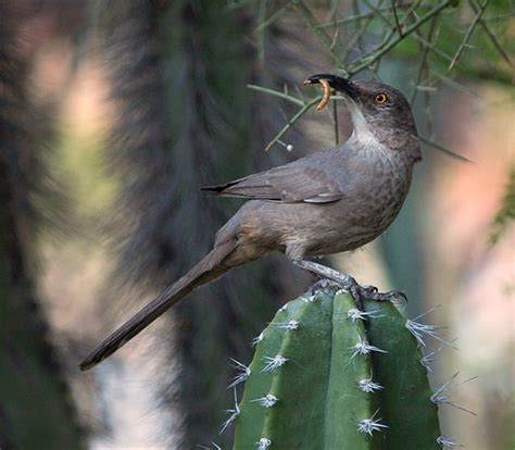 Common Arizona birds #1: thrashers and woodpeckers: Olympus SLR Talk Forum: Digital Photography ...