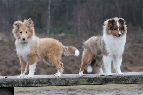 Two Sheltie puppy on a wooden bench wallpapers and images - wallpapers, pictures, photos