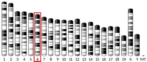 Protein asunder homolog - Wikipedia