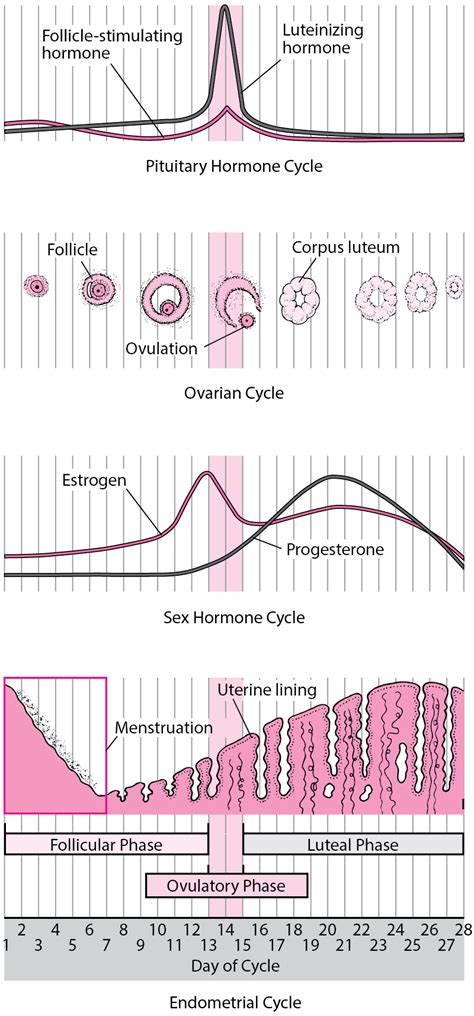 Menstrual Cycle - Women's Health Issues - Merck Manuals Consumer Version