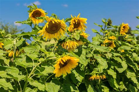 Sun Flowers Field Ukraine Stock Photos - Download 1,631 Royalty Free Photos