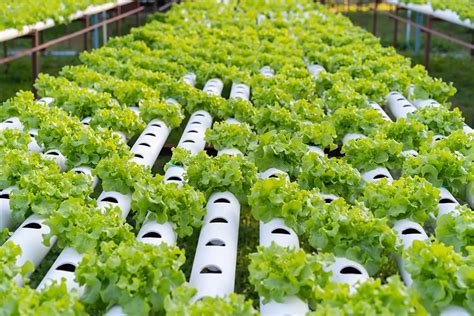 Let’s Get Growing: The Basics of Hydroponics Gardening | Bria Homes