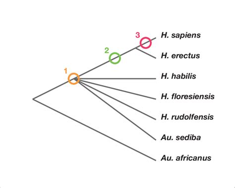 Phylogenetic scenarios for H. naledi. A simplified cladogram of Homo ...