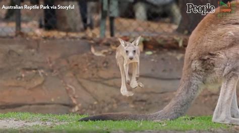 Baby Kangaroo Leaves Pouch and Tries Hopping for the First Time Video