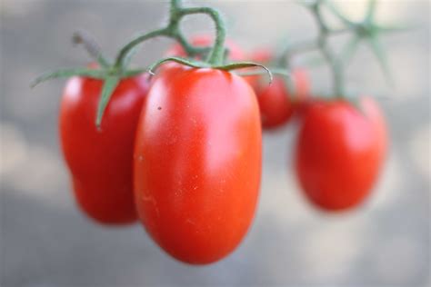 It's Tomato Harvesting Time - Jovial Foods