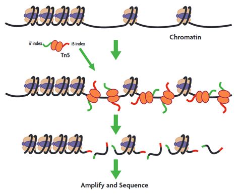 ATAC-Seq | Chromatin Analysis | Cambridge Bioscience