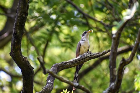 Critical Habitat Finally Designated for Western Yellow-billed Cuckoo | Audubon