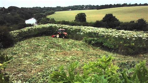 Giant hogweed removal - YouTube