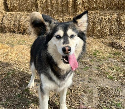 Golden Retriever Husky Mix (Goberian): Owner's Guide