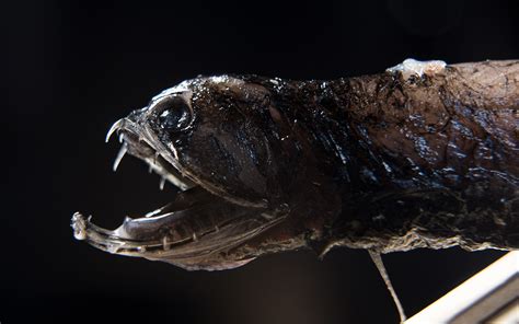 Researchers Discover What Makes Deep-Sea Dragonfish Teeth Transparent