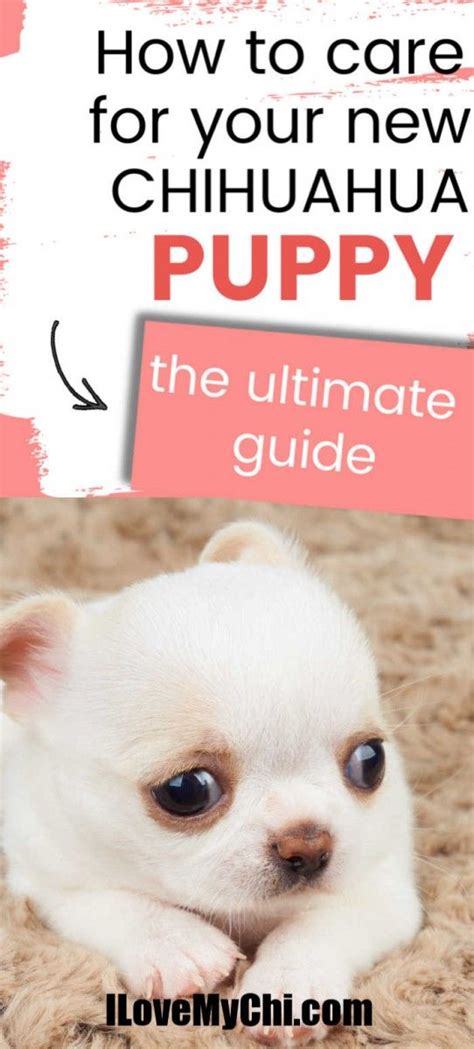 How to Take Care of Your New Chihuahua Puppy | Chihuahua puppies ...