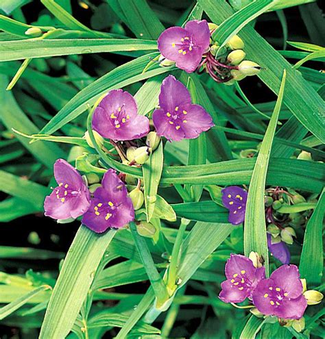 Spiderwort