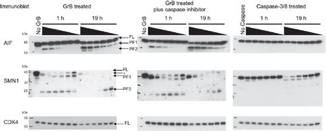 Figure 4 from Structural Bioinformatics Prediction of Protease Substrates Using Sequence and ...