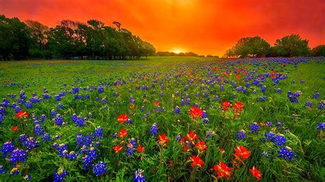 1080P Free download | Texas bluebonnets at sunset, fiery, sunset ...