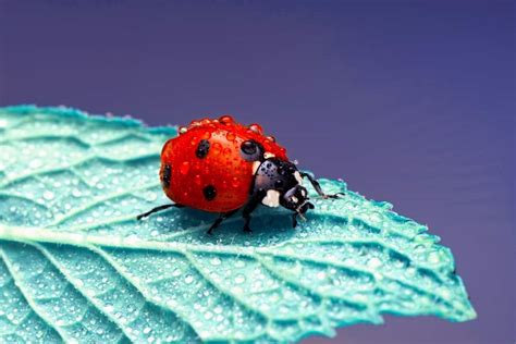 Ladybug Symbolism: 19 Spiritual Meanings Of Ladybugs