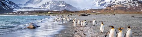 Falkland Islands Tours & Vacations 2023/2024 | Intrepid Travel US