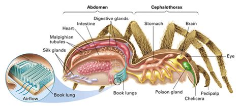 Arachnida Anatomy