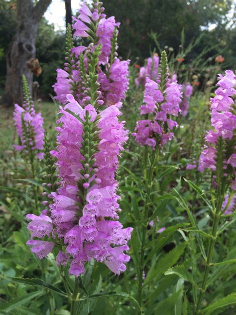 Garden Bloggers' Bloom Day: Obedient Plant - pegplant