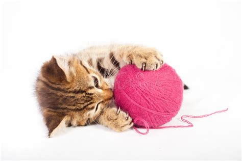 Tabby Kitten Playing With A Ball Of Yarn Royalty Free Stock Images ...