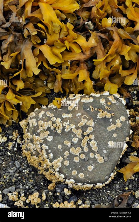 Pacific Rockweed (Fucus gardneri) low tide Haida Gwaii, Gwaii Haanas National Park, British ...