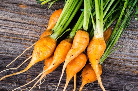 Carrot Varieties: What Are the Most Popular Varieties of Carrot? - Plant Instructions