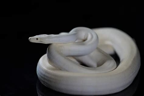 Olive Python - Facts, Diet, Habitat & Pictures on Animalia.bio