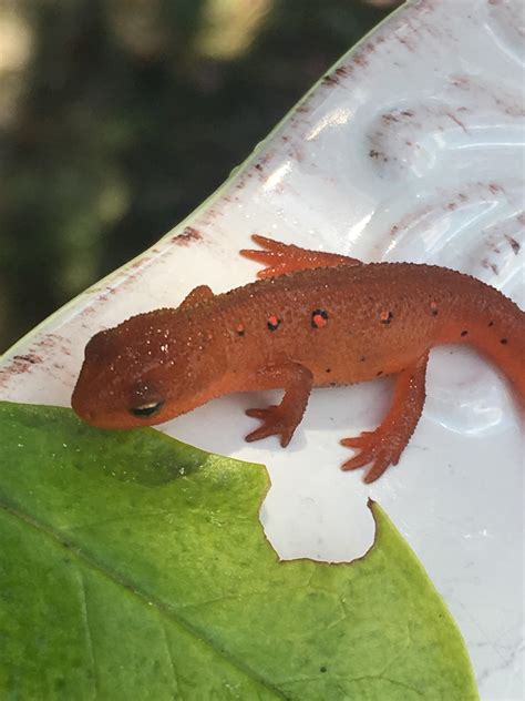 This is a baby fire salamander right? Northern Kentucky. Body is 1" and head to tail he's 2 ...