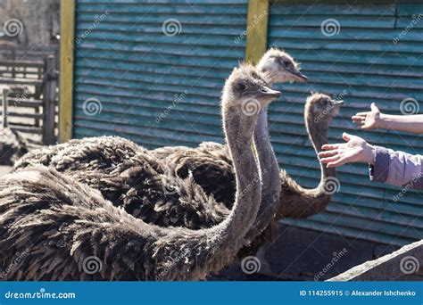 Ostrich Farm stock image. Image of oudtshoorn, closeup - 114255915