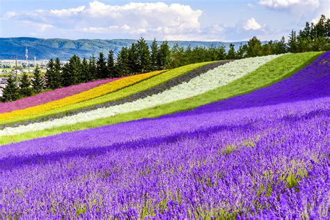 Tomita Farm | Lavender Farm | Japan Deluxe Tours