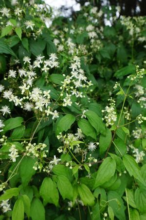 Clematis virginiana old man's beard from North Creek Nurseries