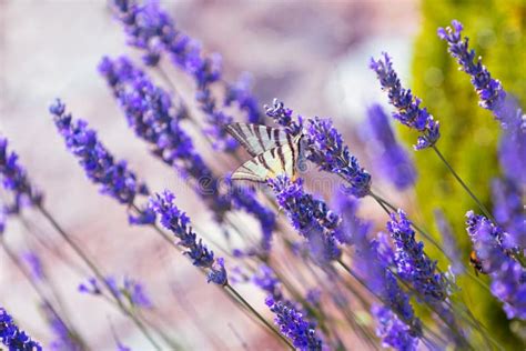 Butterfly at Lavender Bush stock image. Image of background - 35762349