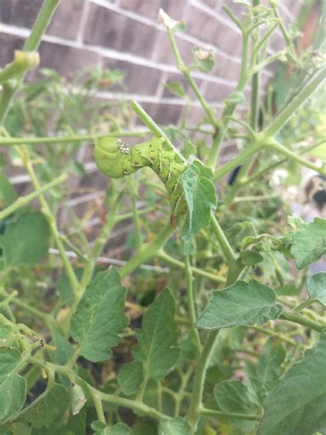 These caterpillars on my tomato plant look like they're from It's a Bug ...