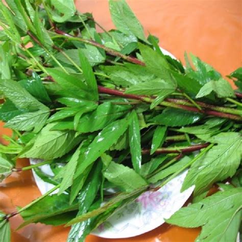 Pulicha Keerai (Gongura) – Happy Harvester