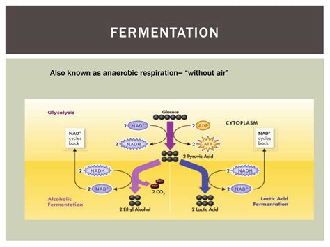 PPT - Cellular Respiration and Fermentation PowerPoint Presentation, free download - ID:2561875