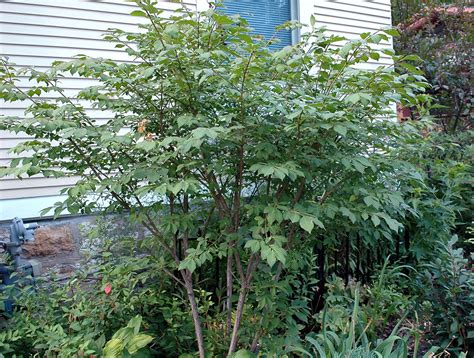 Burning bush or Winged Euonymus | UMN Extension