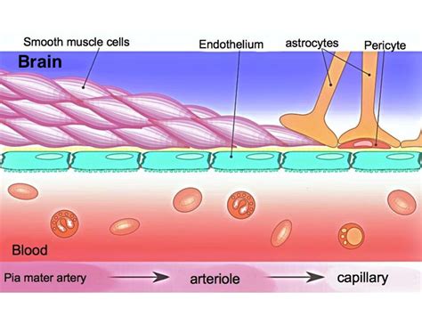 An Introduction to Primary Endothelial Cells | Lonza