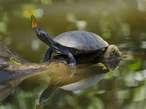 Amazon Tours | Rainforest Animals – Huasquila Amazon Lodge, Eco Lodge ...