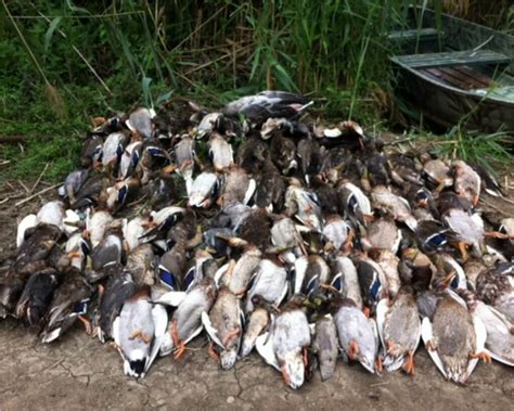 Wild Duck hunting in Romania