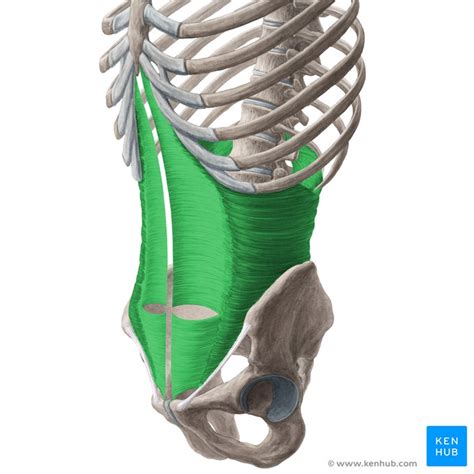 Transversus Abdominis - Physiopedia