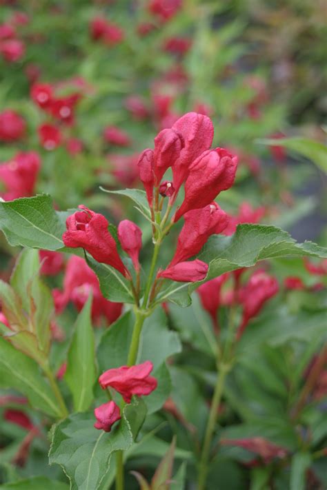 Sonic Bloom® Red - Reblooming Weigela - Weigela florida | Proven Winners