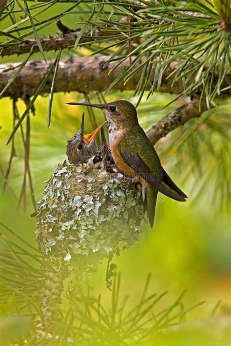 Rufous Hummingbird at Nest with Young Stock Photo - Image of hummingbird, young: 41834862