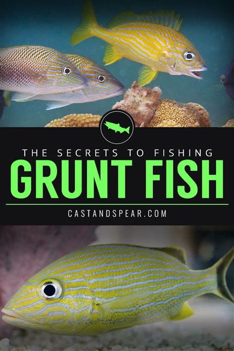 Grunt fish fishing tips! If you're looking to catch different types of grunt fish, then you're ...