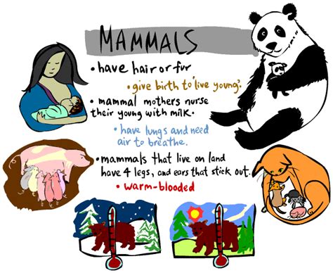 Kid's Corner - Mammal Page