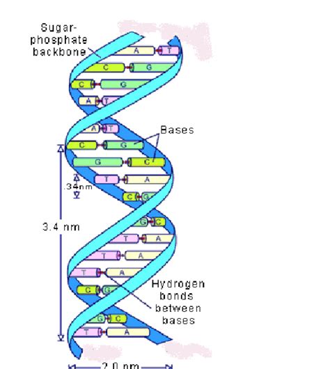 Dna Is Described Best as a Double Helix