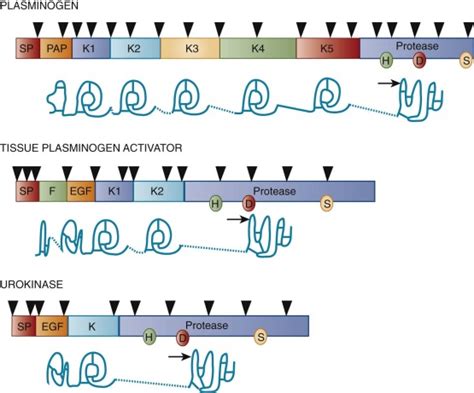 Molecular Basis of Fibrinolysis | Oncohema Key