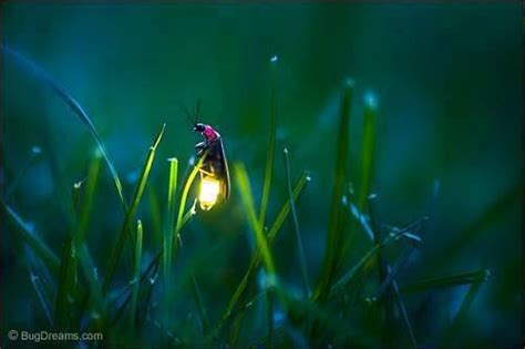 Lightning Bug Wallpaper - WallpaperSafari