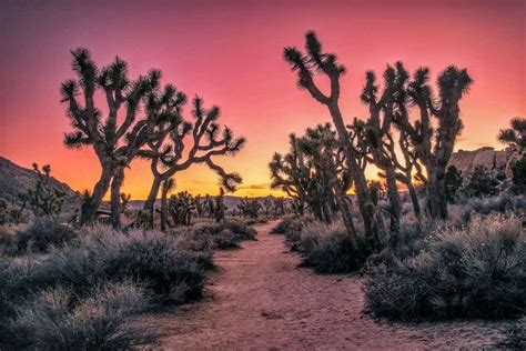 Take a Guided Tour of Desert Queen Ranch in Joshua Tree National Park